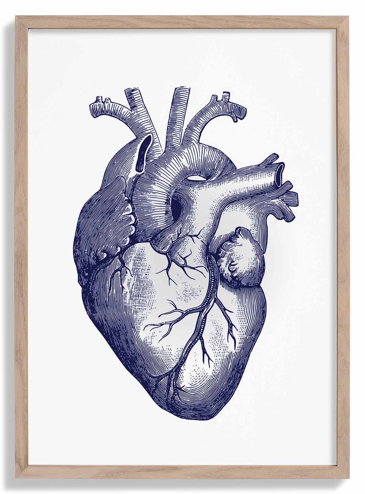 blaues-herz-anatomisches-poster-us-9741405815107_0.jpg