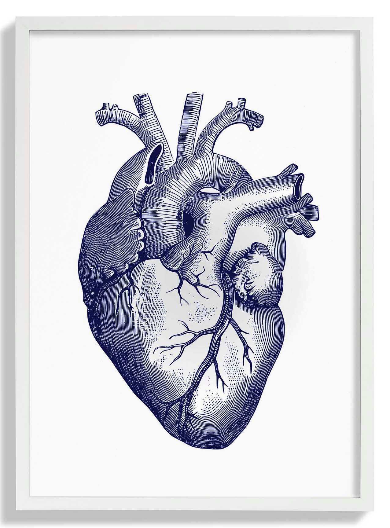 blaues-herz-anatomisches-poster-us-9741405815107_1.jpg