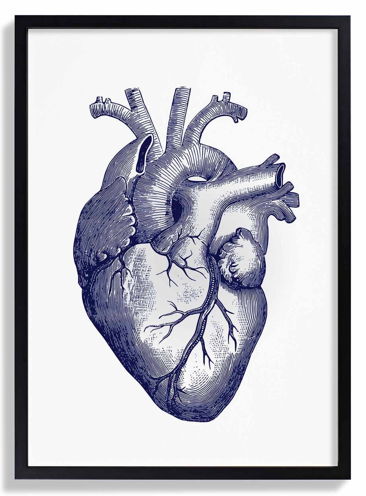 blaues-herz-anatomisches-poster-us-9741405815107_2.jpg