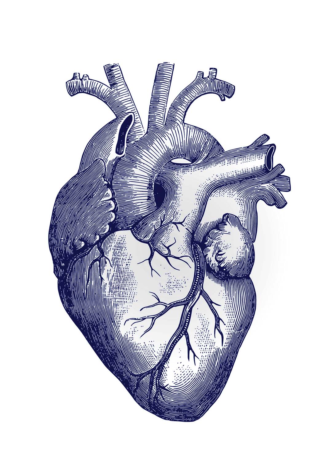blaues-herz-anatomisches-poster-us-9741405815107_4.jpg