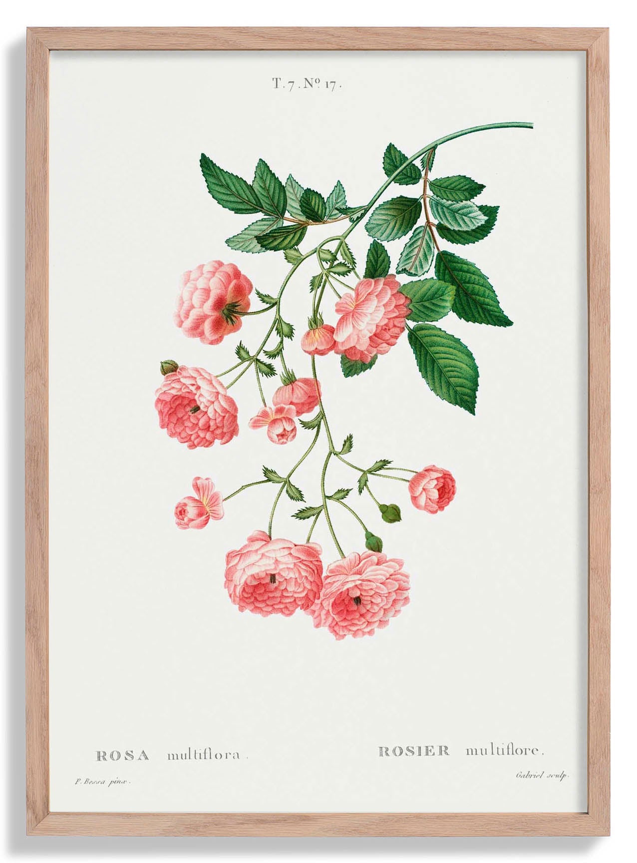 rosa-multiflora-botanisches-poster-us-9742017986883_0.jpg