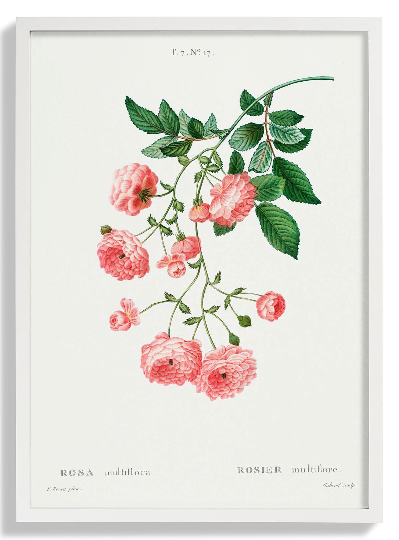 rosa-multiflora-botanisches-poster-us-9742017986883_1.jpg