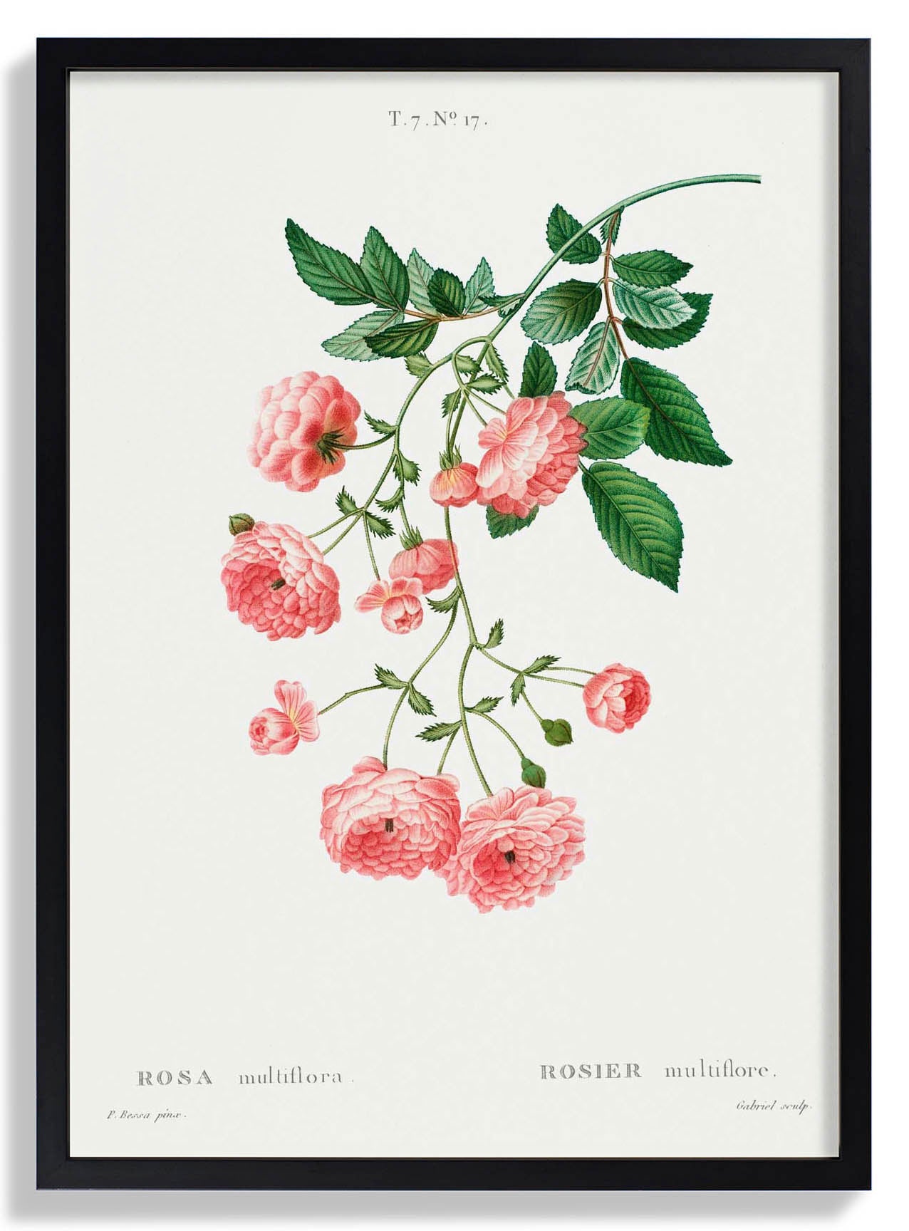 rosa-multiflora-botanisches-poster-us-9742017986883_2.jpg