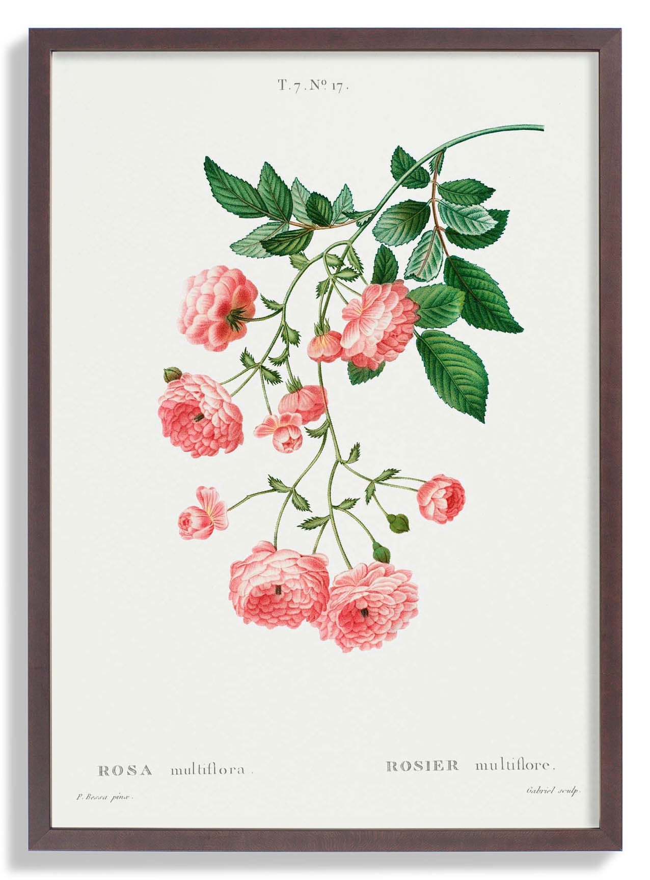 rosa-multiflora-botanisches-poster-us-9742017986883_3.jpg