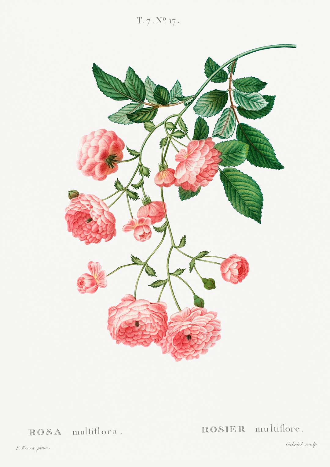 rosa-multiflora-botanisches-poster-us-9742017986883_4.jpg