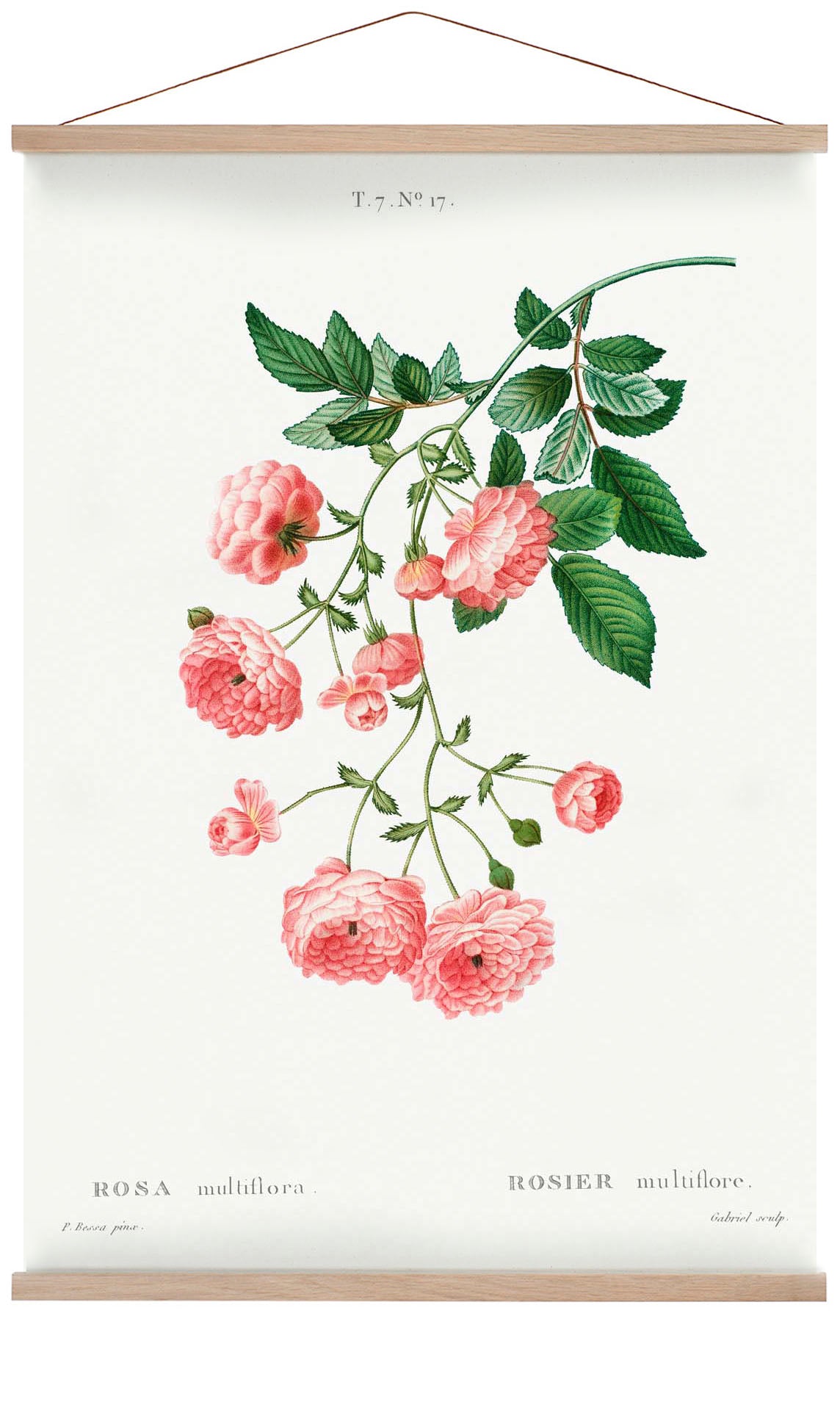 rosa-multiflora-botanisches-poster-us-9742017986883_5.jpg