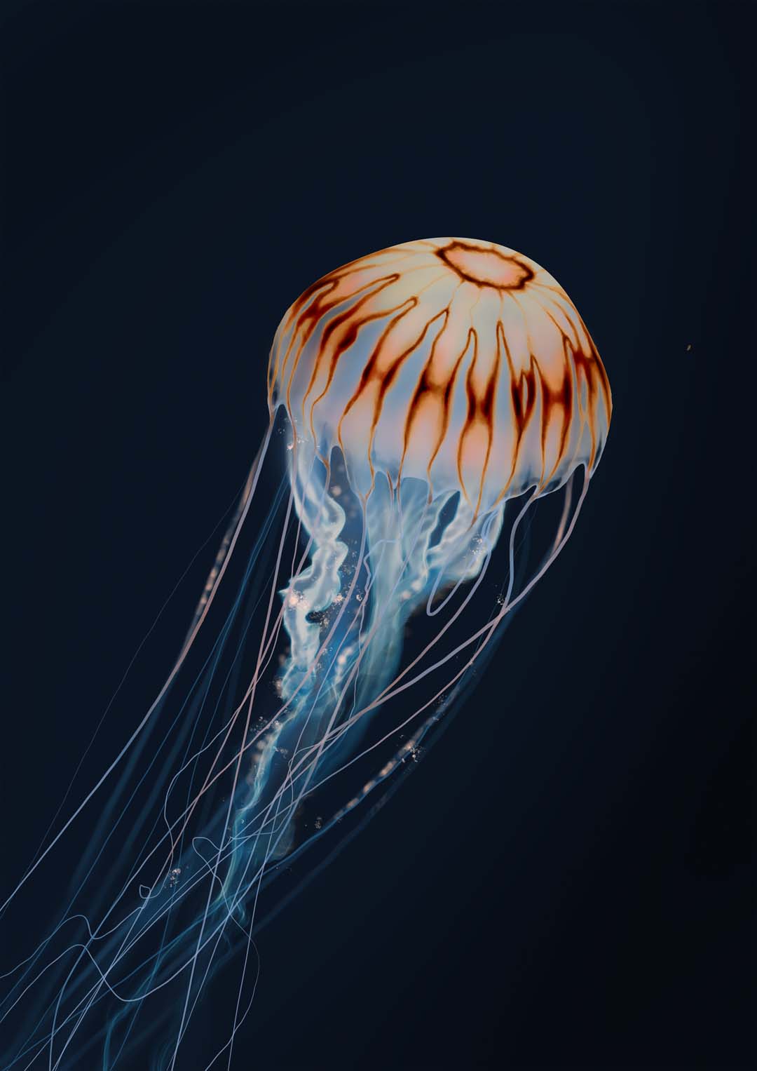 sparkling-horizon-jellyfish-von-julia-charlott-us-9742037451075_4.jpg