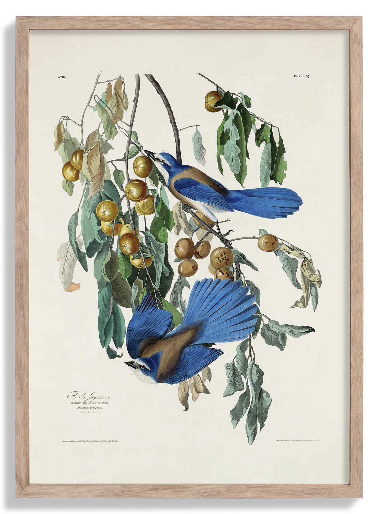 arrendajo-de-florida-del-poster-birds-of-america-us-9741572178243_0.jpg