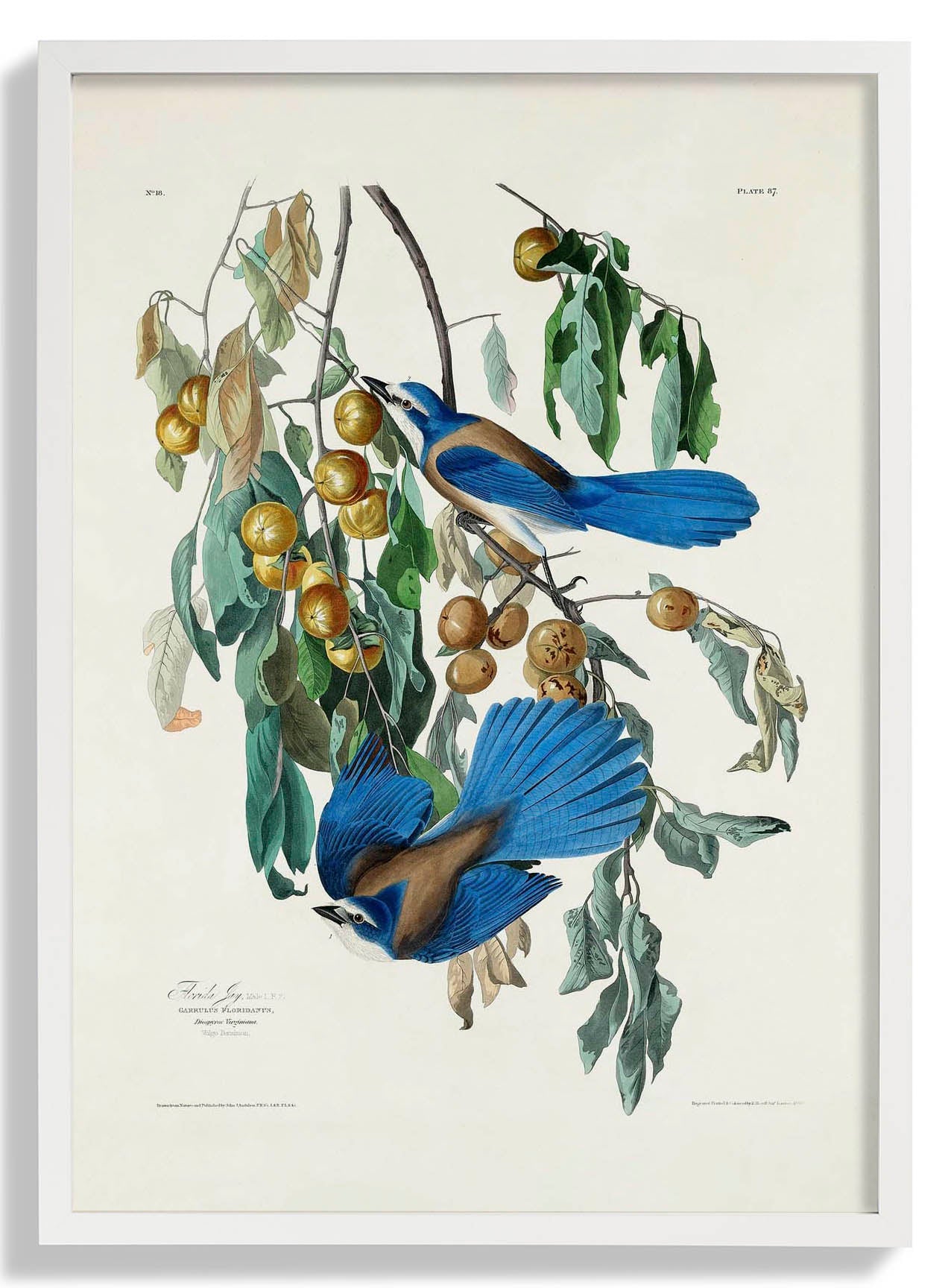 arrendajo-de-florida-del-poster-birds-of-america-us-9741572178243_1.jpg