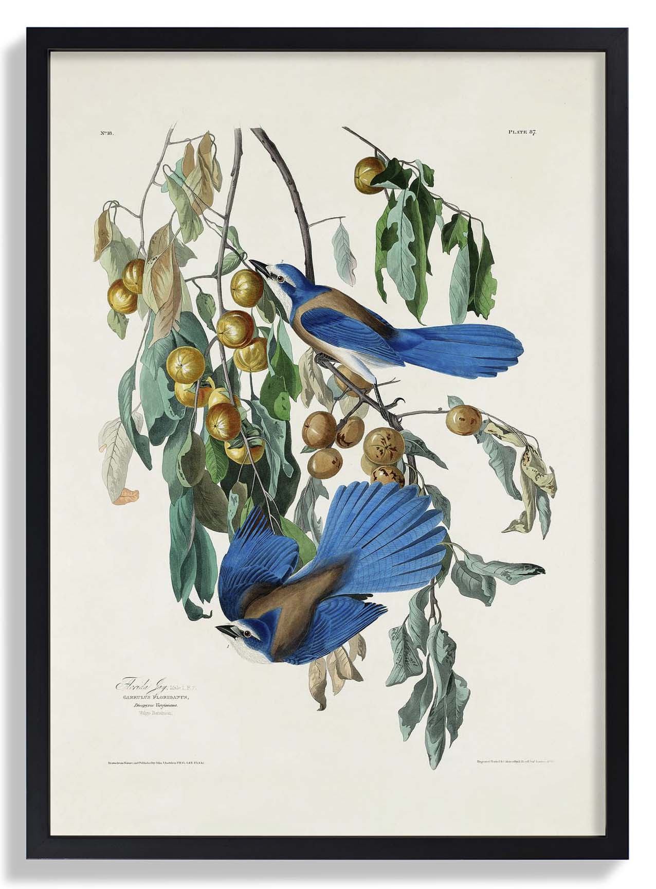 arrendajo-de-florida-del-poster-birds-of-america-us-9741572178243_2.jpg