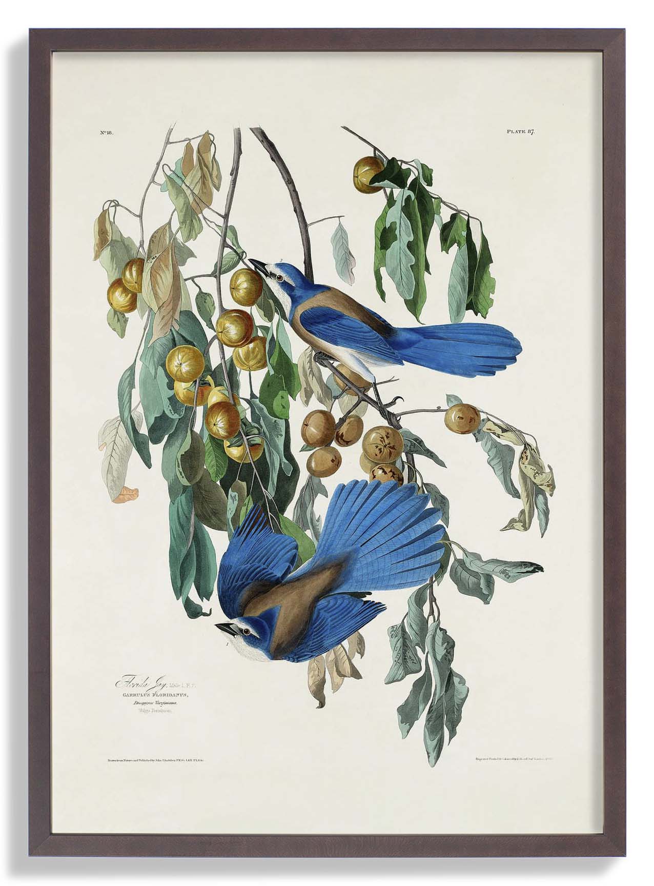 arrendajo-de-florida-del-poster-birds-of-america-us-9741572178243_3.jpg