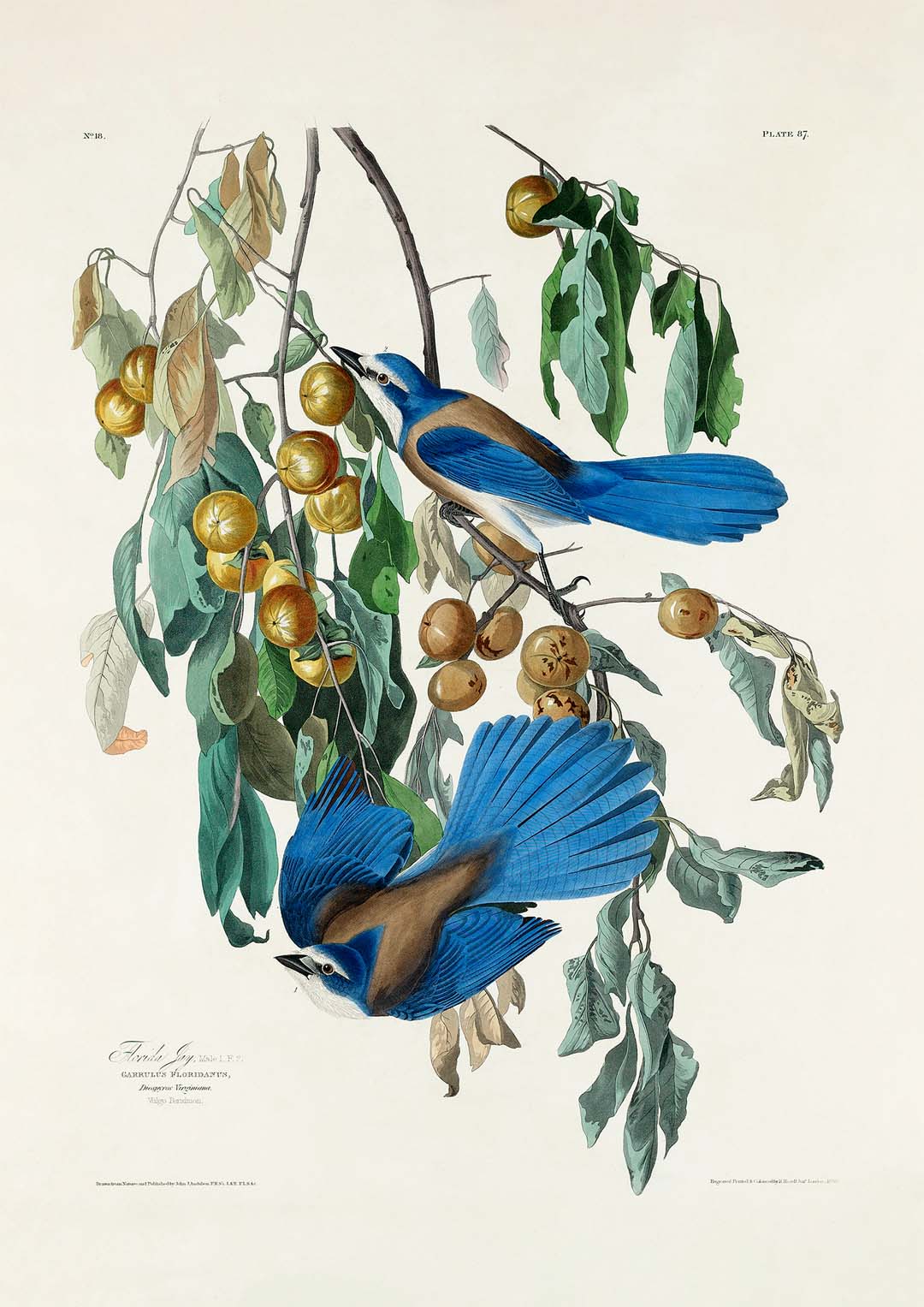 arrendajo-de-florida-del-poster-birds-of-america-us-9741572178243_4.jpg
