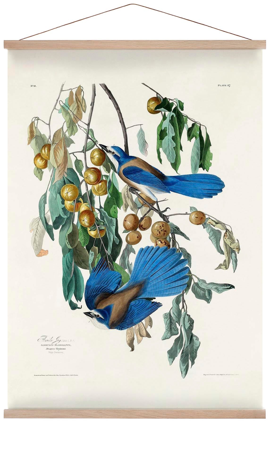 arrendajo-de-florida-del-poster-birds-of-america-us-9741572178243_5.jpg